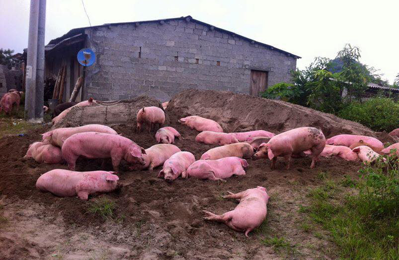 Nhiều nơi xuất hiện tình trạng lợn chết rải rác